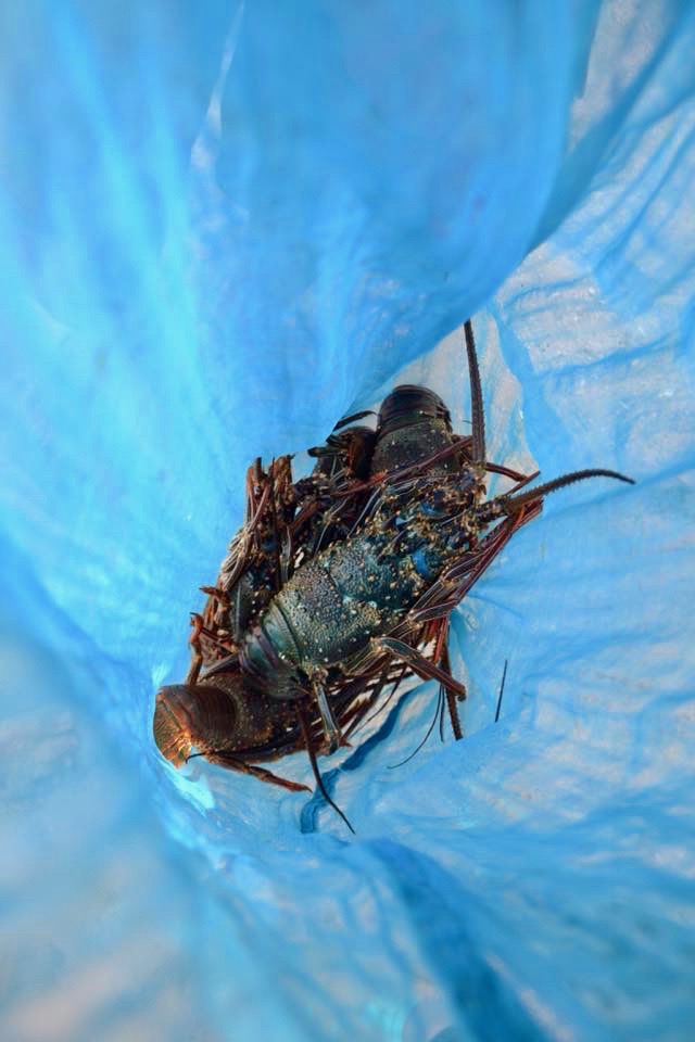 17760170_10208472356678412_1148687587537796505_n