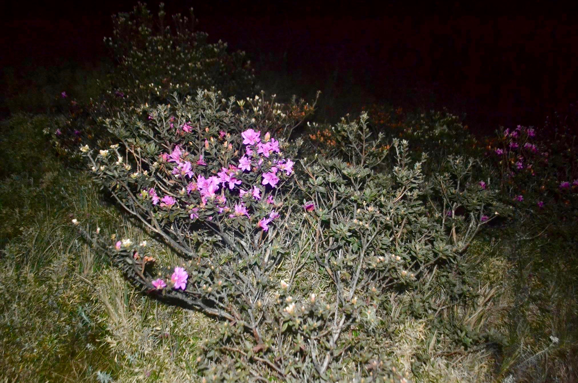 12968142_10205870492513434_1775378069273312771_o